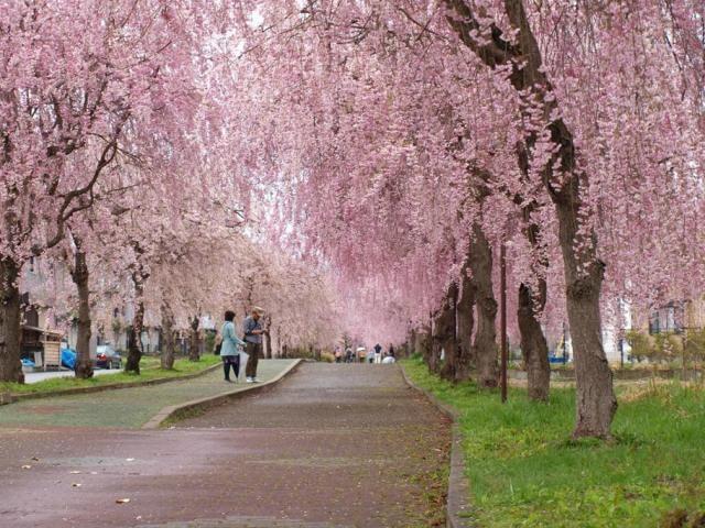 【桜・見ごろ】日中線しだれ桜並木