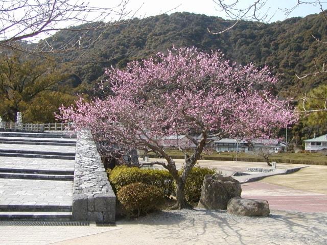 【花・見ごろ】吉香公園の梅