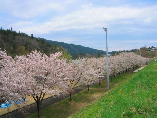 【桜・見ごろ】阿仁河川公園