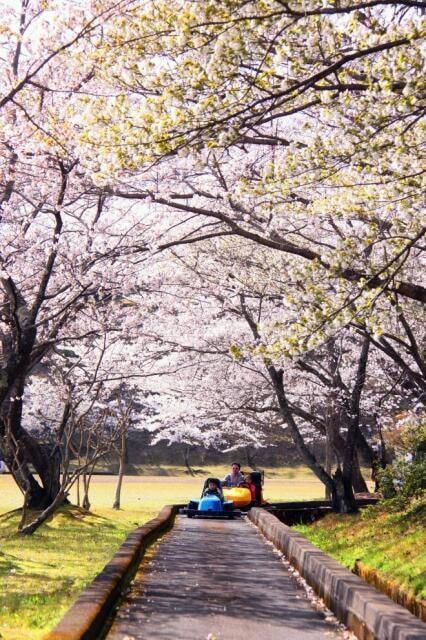 【桜・見ごろ】丸岡公園
