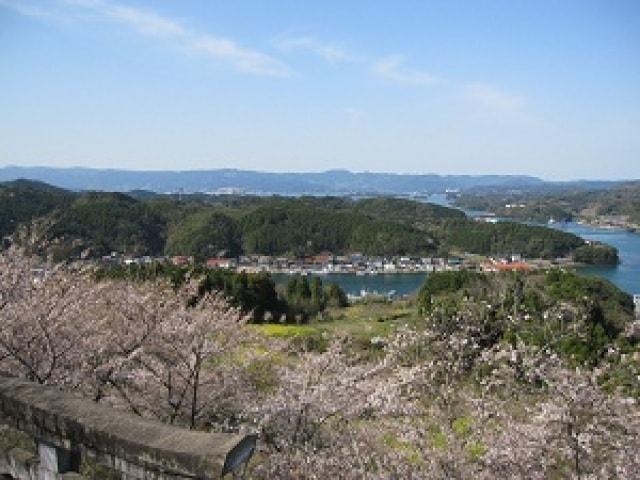 【桜・見ごろ】高尾山公園