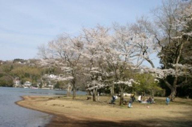 【桜・見ごろ】一碧湖