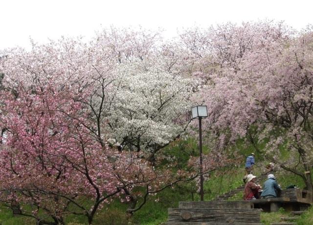 【桜・見ごろ】日本国花苑