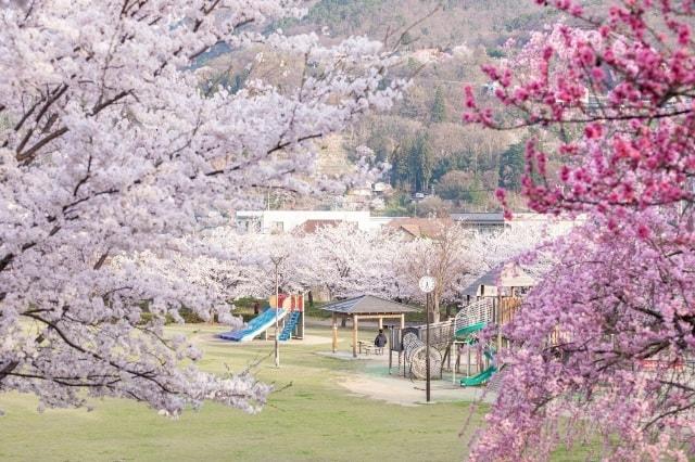 【桜・見ごろ】城山公園