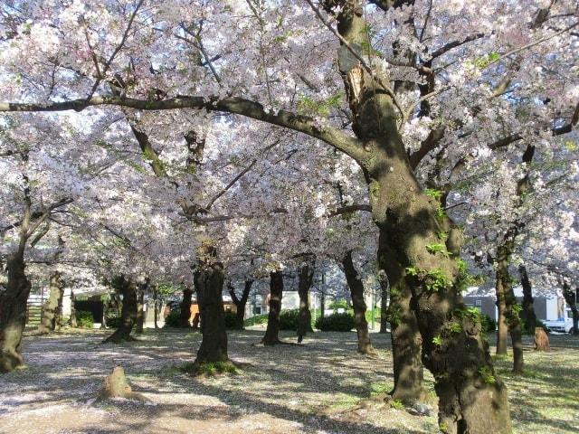 鶴舞公園　桜まつり2024