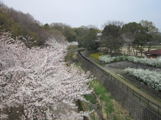 【桜・見ごろ】寝屋川公園