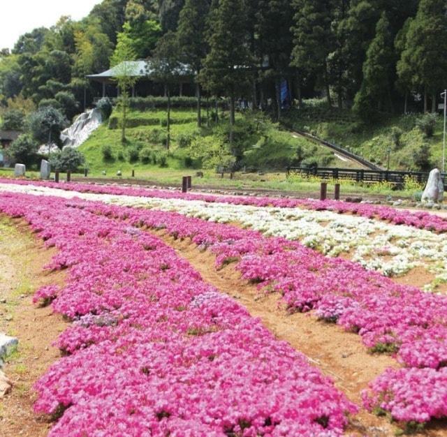 【花・見ごろ】石仏公園の芝桜