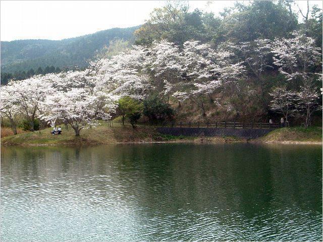 【桜・見ごろ】塘之池公園