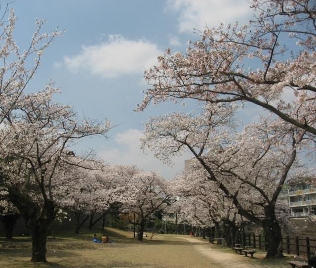 【桜・見ごろ】嬉野川遊歩道　嬉野温泉公園