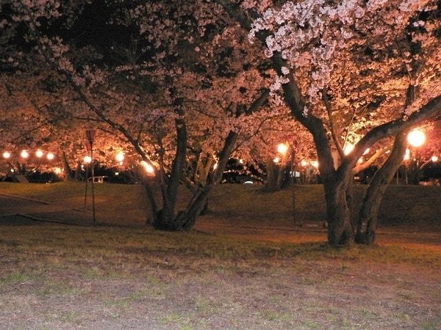 すすきケ原入野公園 春まつり（夜桜）