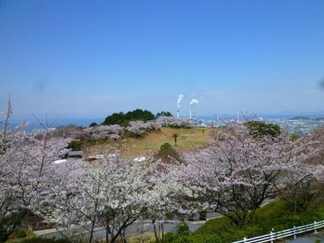 【桜・見ごろ】三島公園