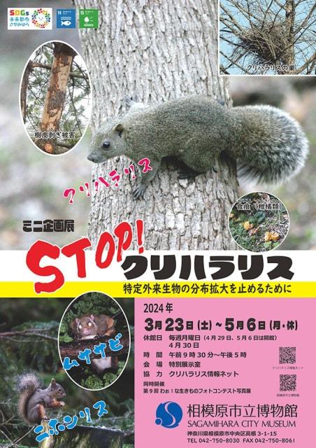 ミニ企画展「STOP！クリハラリス 特定外来生物の分布拡大を止めるために」