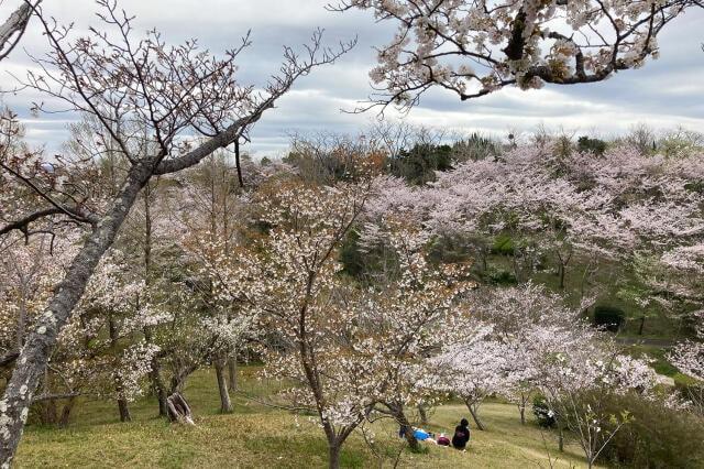 平草原公園桜まつり