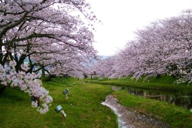 美肌・姫神の湯　玉造温泉桜まつり