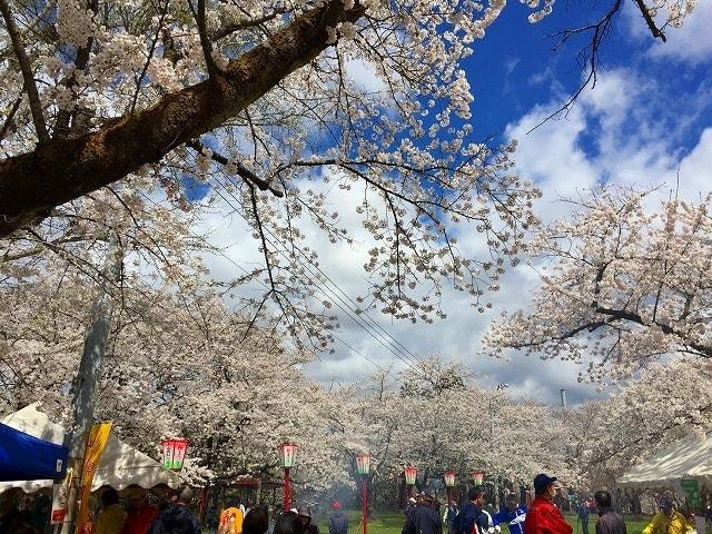 第37回 楯山公園桜まつり