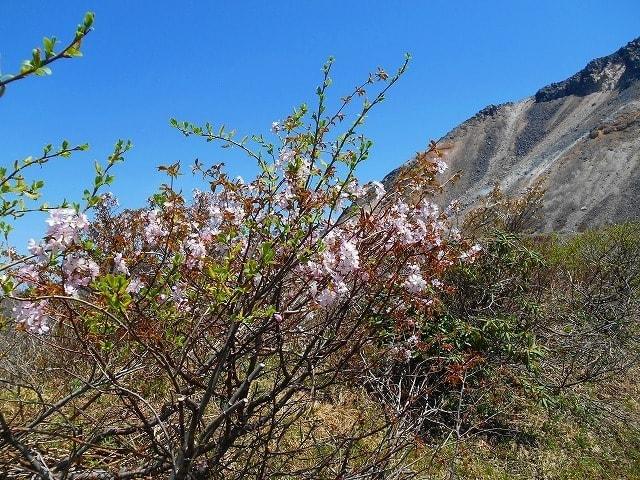 【桜・見ごろ】那須岳　日の出平のミネザクラ