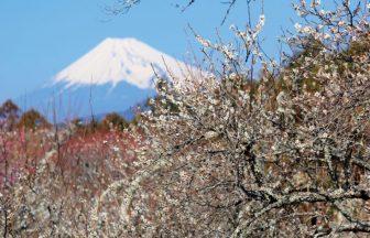 河津桜、菜の花、梅、お花摘み…ひと足先に満開！早春のおでかけスポット