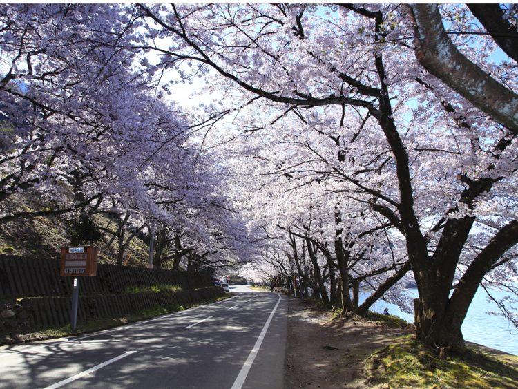 琵琶湖と桜が織りなす大津大崎桜の絶景と、周辺のおすすめ宿