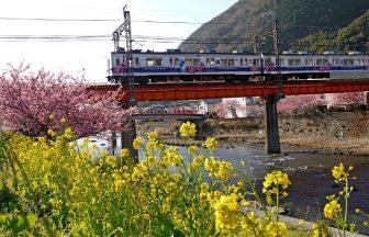 賢い人は電車を利用しているらしいIN河津桜まつり！日本一早い桜をどうぞ！