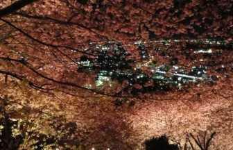 河津桜が満開！富士山と足柄平野を一望する煌めく絶景