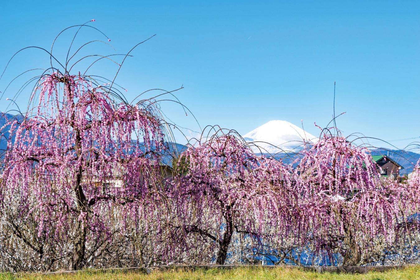 【関東】しだれ梅、椿、ロウバイ、早咲きの桜…早春の花を楽しめるおすすめスポット５選
