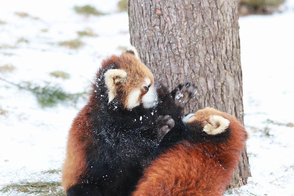 雪とたわむれる動物を見られる！「雪の動物園」開園‼