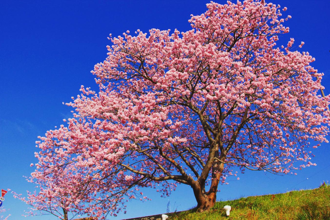 【伊豆】旬の花を愛でる春旅へ出かけよう！