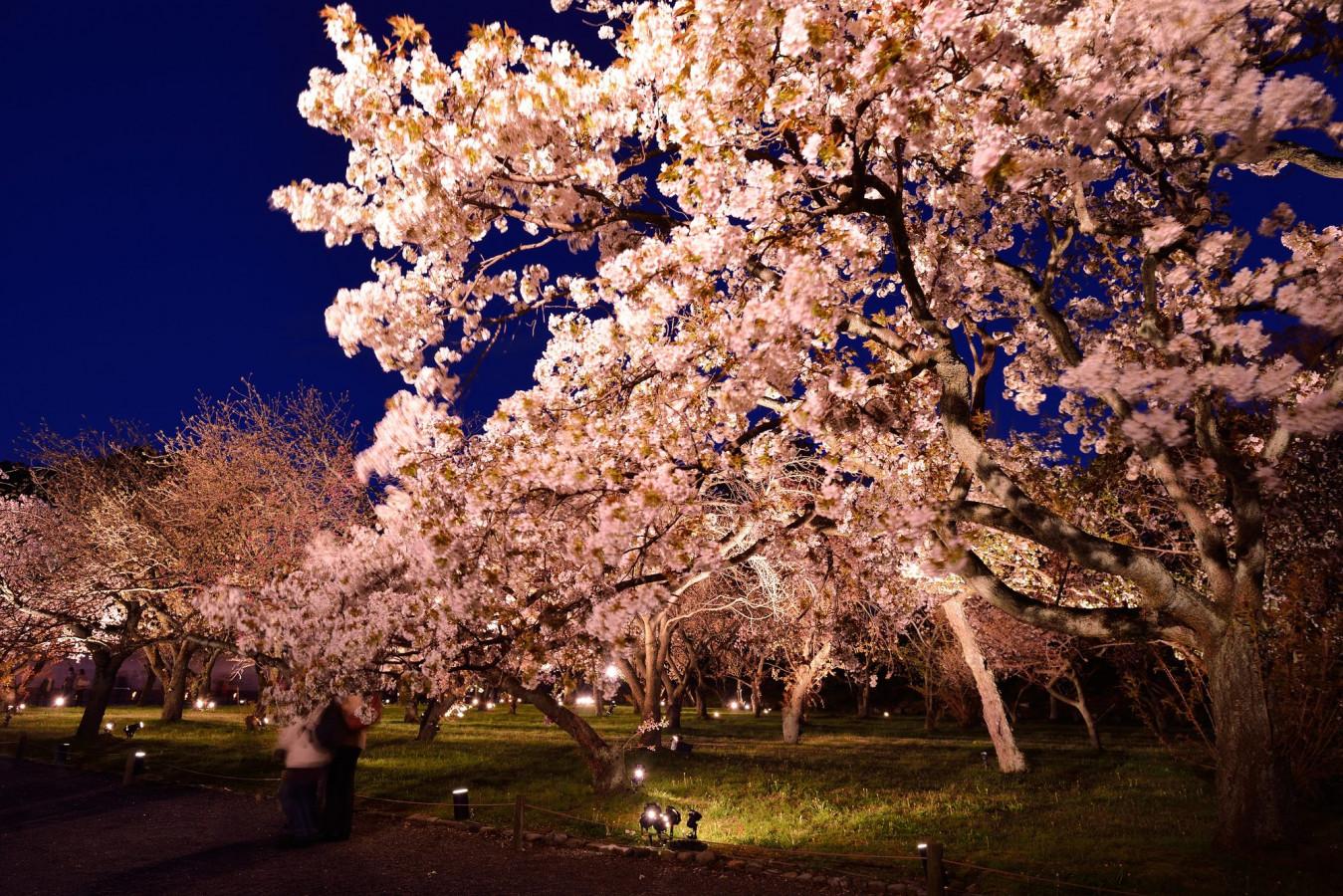 【関西】人気の高い景勝地の桜スポット6選