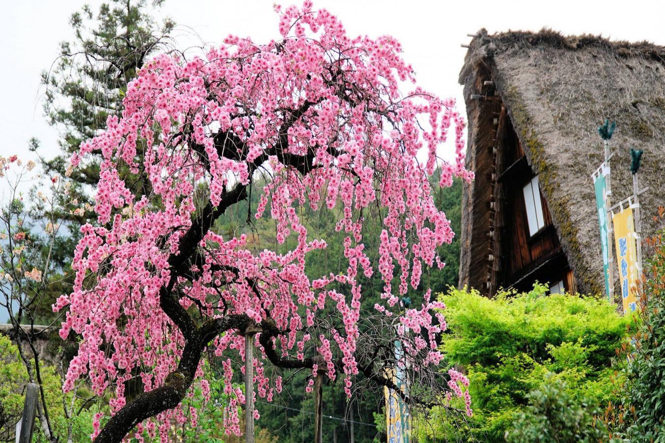 【東海】日本の原風景を彩る桜の名所4選