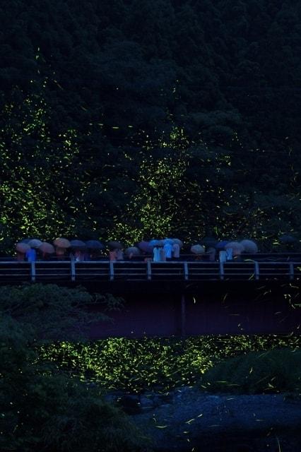 美郷ほたるまつり(徳島県)の観光イベント情報|ゆこゆこ