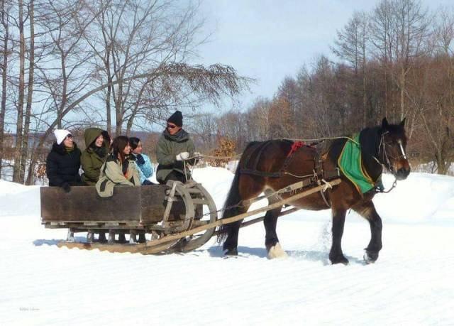 雪上馬そり体験 桃姫が引く「そり」に乗ってみよう!(北海道)の観光イベント情報|ゆこゆこ