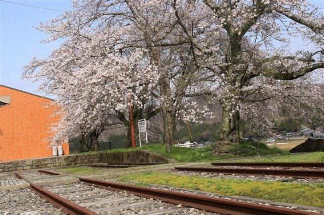 【桜・見ごろ】陶の谷駅跡(福井県)の観光イベント情報|ゆこゆこ