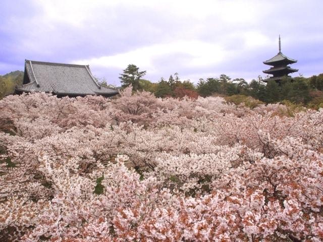 【桜・見ごろ】仁和寺の御室桜(京都府)の観光イベント情報|ゆこゆこ