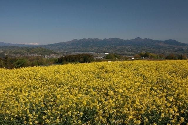 鼻高展望花の丘 菜の花まつり(群馬県)の観光イベント情報|ゆこゆこ