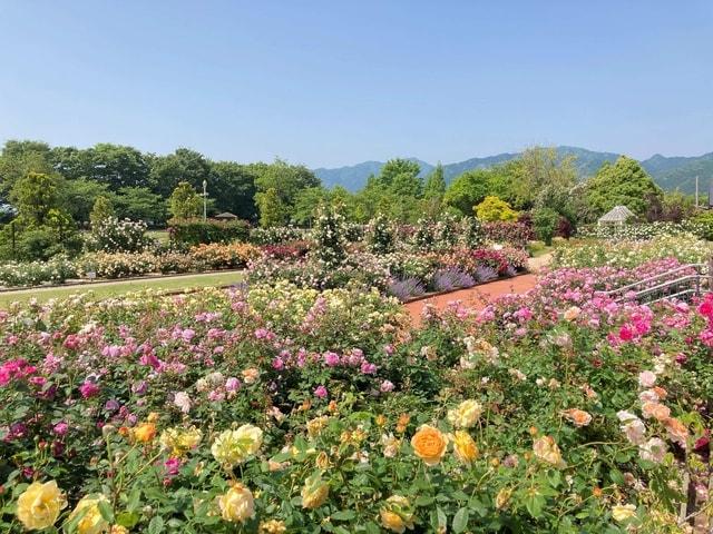 松阪農業公園ベルファーム　ローズフェア