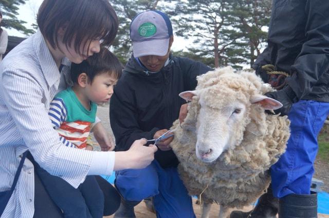 南ヶ丘牧場 羊の毛刈りイベント