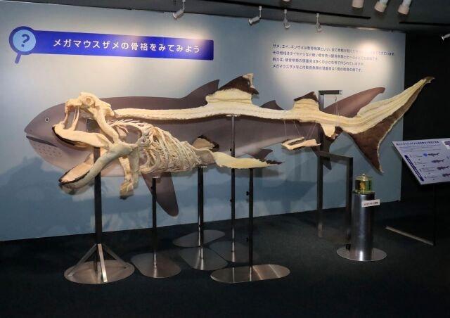 幻のサメ「メガマウスザメ」全身骨格標本を特別展示