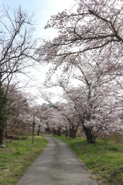 【桜・見ごろ】鵜山の桜並木