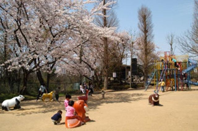 【桜・見ごろ】お物見公園
