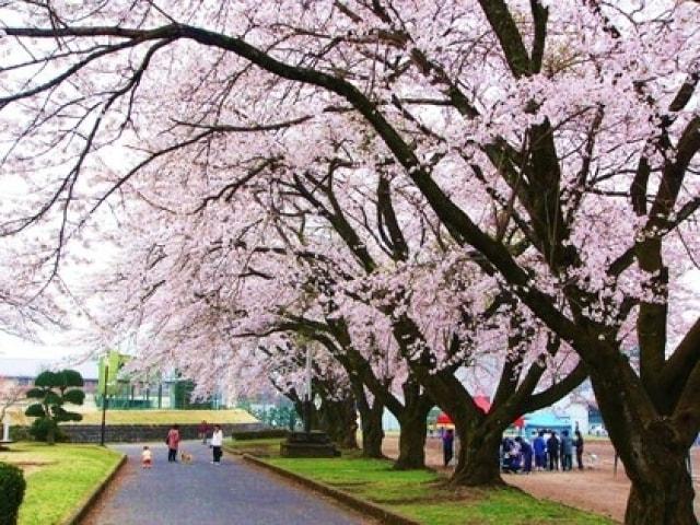 【桜・見ごろ】今市運動公園の桜並木
