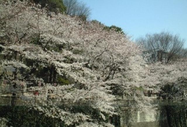 【桜・見ごろ】江戸川公園