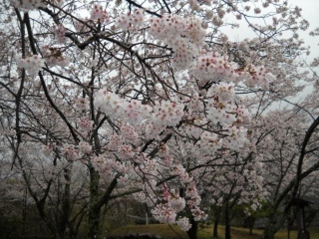 【桜・見ごろ】源氏山公園