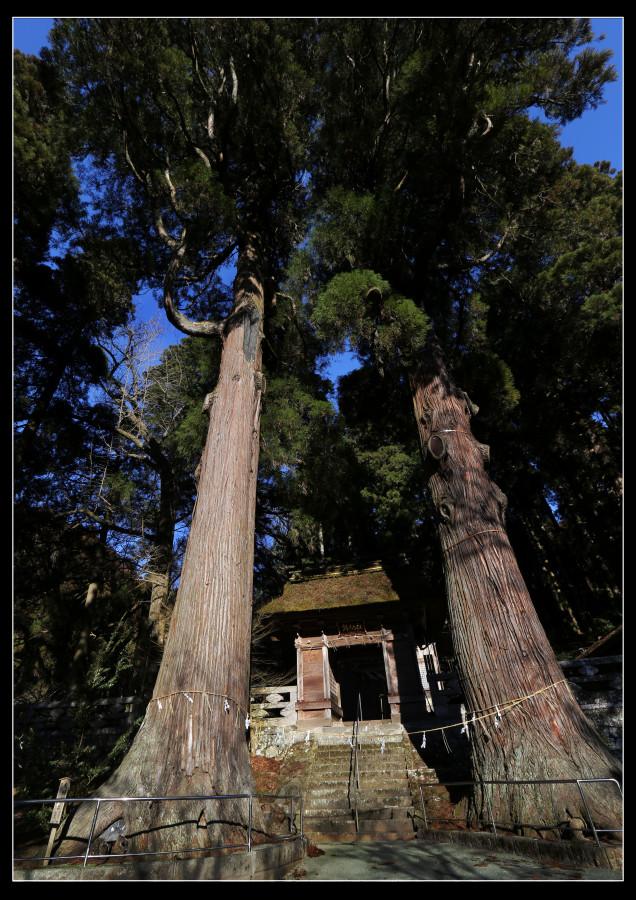 2本の大木「夫婦杉」が圧巻！自然のなかに建つ「鉾納社」