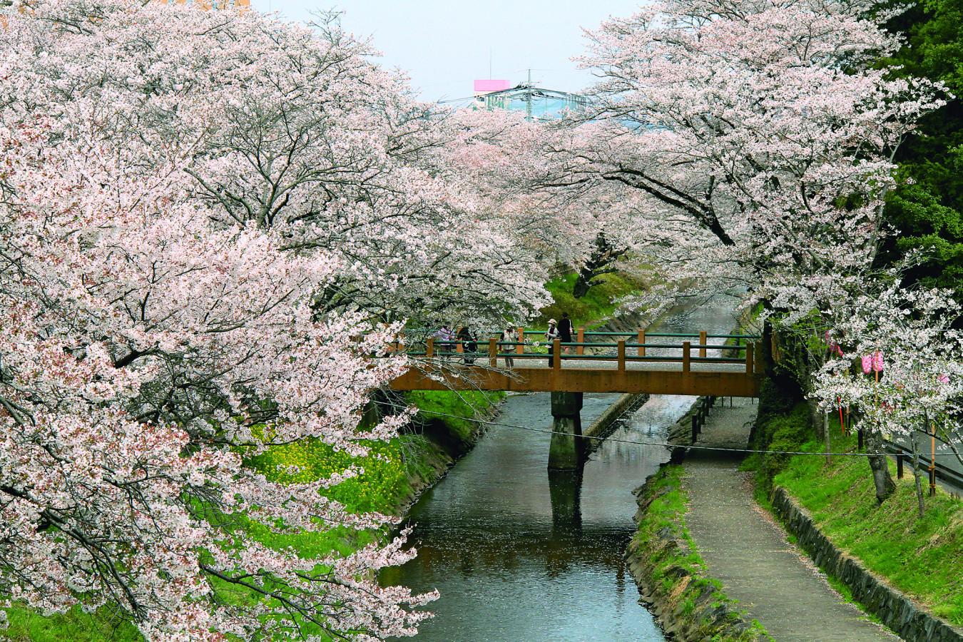 真岡市内が桜色に染まる「真岡の一万本桜まつり」