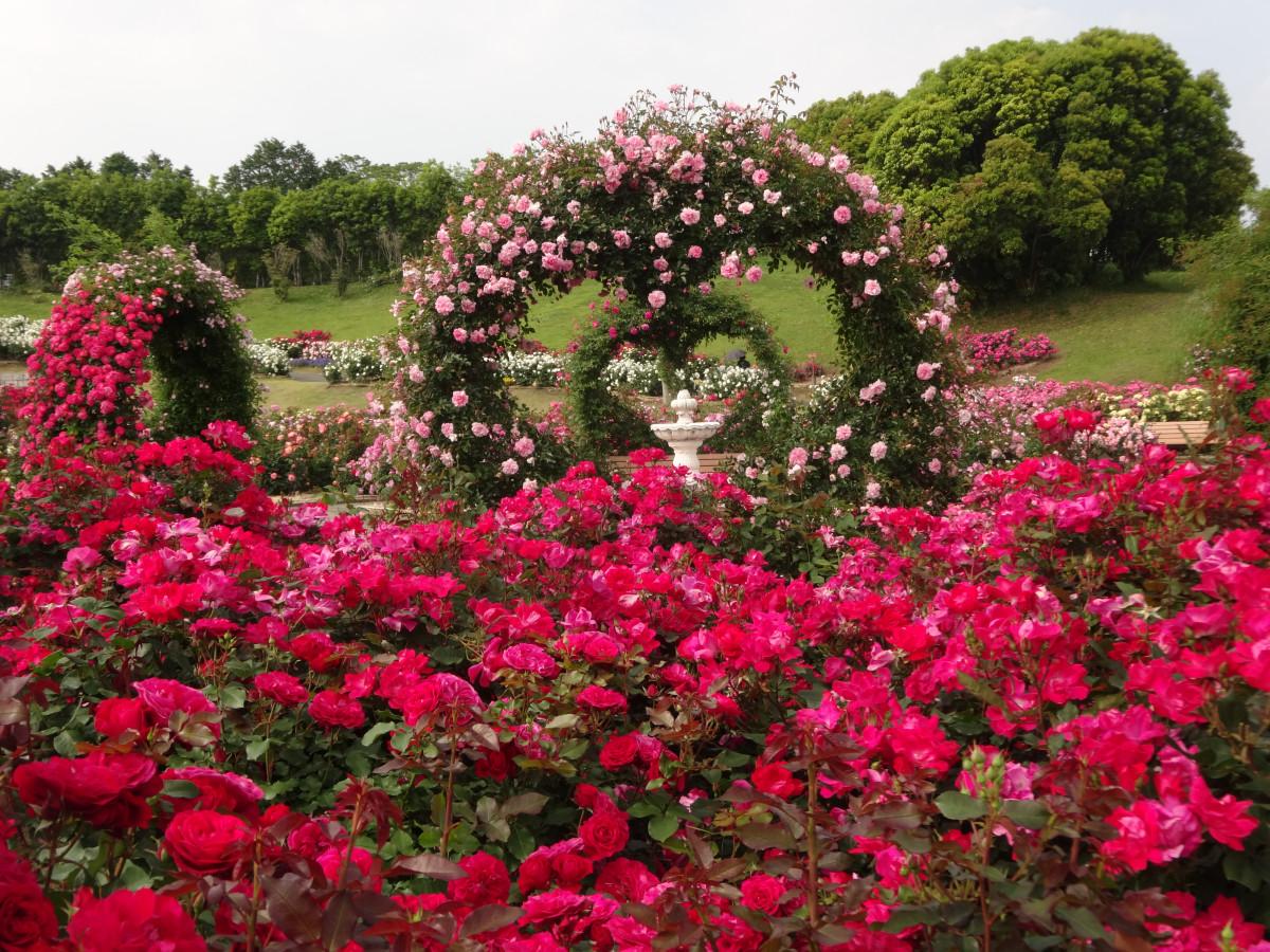 約3万5000株が咲き誇る！日本最大級のバラ園「かのやばら園」