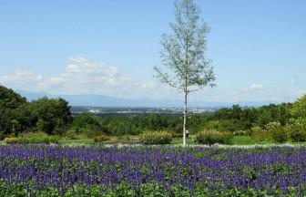 【北海道】大自然を楽しむドライブ旅に！鮮やかな花と緑を楽しめるおすすめスポット8選